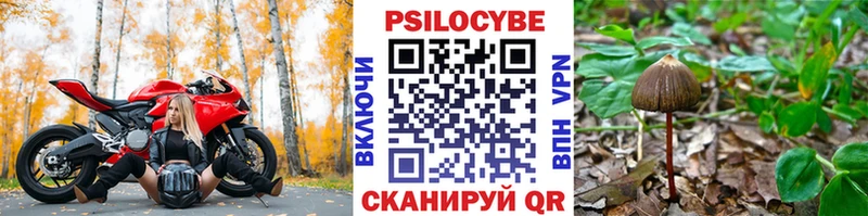 ссылка на мегу онион  Сунжа  Галлюциногенные грибы Psilocybine cubensis 