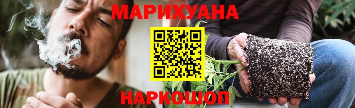 Каннабис сатива Сунжа